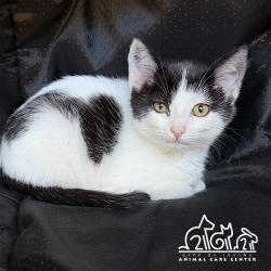 Shelter Stray Female Cat last seen RIDGE VALLEY/DECORA, 6443 Oak Canyon, Irvine, CA 92618, USA