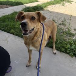 Shelter Stray Female Dog last seen Near BLOCK ERLINE AVE, 4710 TX-151, San Antonio, TX 78227, USA