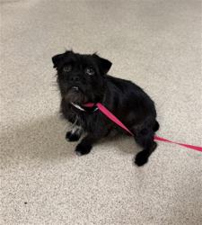 Shelter Stray Female Dog last seen GRANITE HILL RD/ QUARTZ CANYON RD, 6851 Van Buren Boulevard, Jurupa Valley, CA 92509, USA