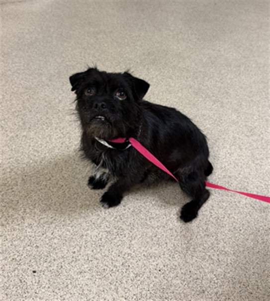 Shelter Stray Female Dog last seen GRANITE HILL RD/ QUARTZ CANYON RD, 6851 Van Buren Boulevard, Jurupa Valley, CA 92509, USA