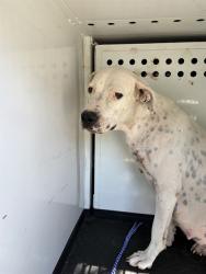 Shelter Stray Female Dog last seen Near BLK SACRAMENTO ST, BAKERSFIELD, CA, 201 S Mt Vernon Ave, Bakersfield, CA 93307, USA