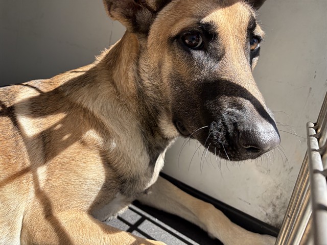Shelter Stray Female Dog last seen Near BLK LA COSTA DR, BAKERSFIELD, CA, 201 S Mt Vernon Ave, Bakersfield, CA 93307, USA