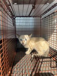 Shelter Stray Male Cat last seen Near BLK MERTON ST BAKERSFIELD,CA, 201 S Mt Vernon Ave, Bakersfield, CA 93307, USA