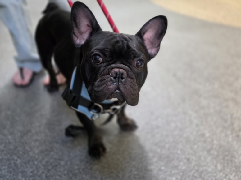 Shelter Stray Male Dog last seen , 3201 Lacy St, Los Angeles, CA 90031, USA