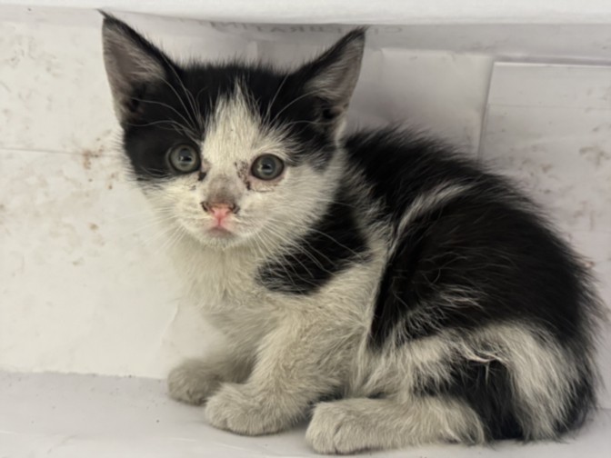 Shelter Stray Female Cat last seen , 3201 Lacy St, Los Angeles, CA 90031, USA