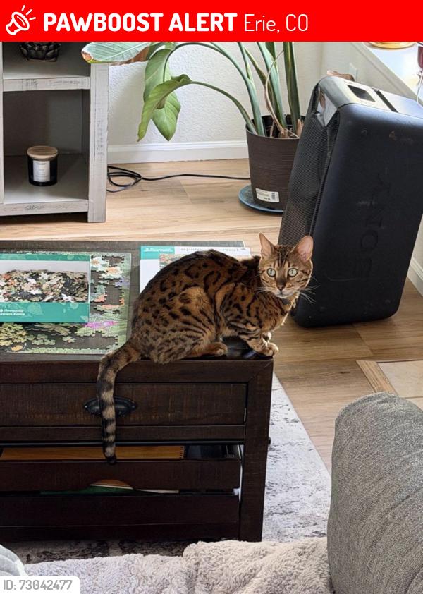 Lost Male Cat last seen Erie Lake, Erie, CO 80516