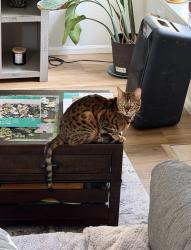 Lost Male Cat last seen Erie Lake, Erie, CO 80516