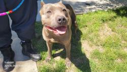 Shelter Stray Male Dog last seen Near BLOCK HARVARD RD, DETROIT, MI 48224, 7401 Chrysler Dr, Detroit, MI 48211, USA