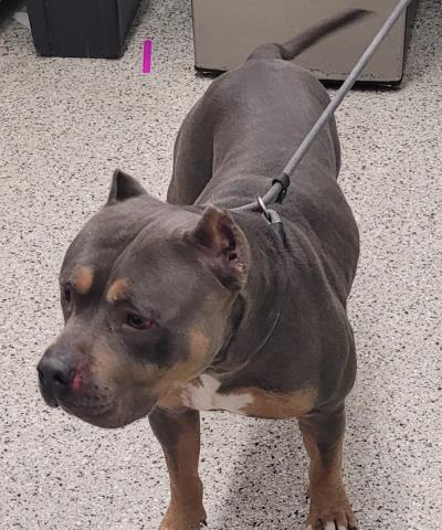 Shelter Stray Male Dog last seen GRANDRIVER & HUBBEL DETROIT ,MI 48227, 7401 Chrysler Dr, Detroit, MI 48211, USA