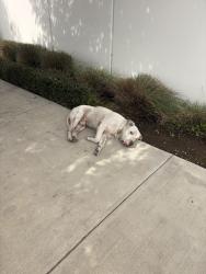 Found/Stray Male Dog last seen Alameda, Vernon, CA 90058