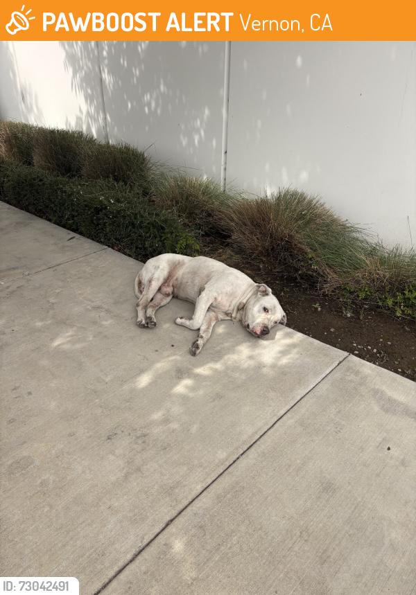 Found/Stray Male Dog last seen Alameda, Vernon, CA 90058