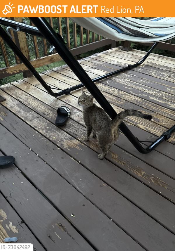 Found/Stray Unknown Cat last seen Sunbury Way, Red Lion, PA 17356