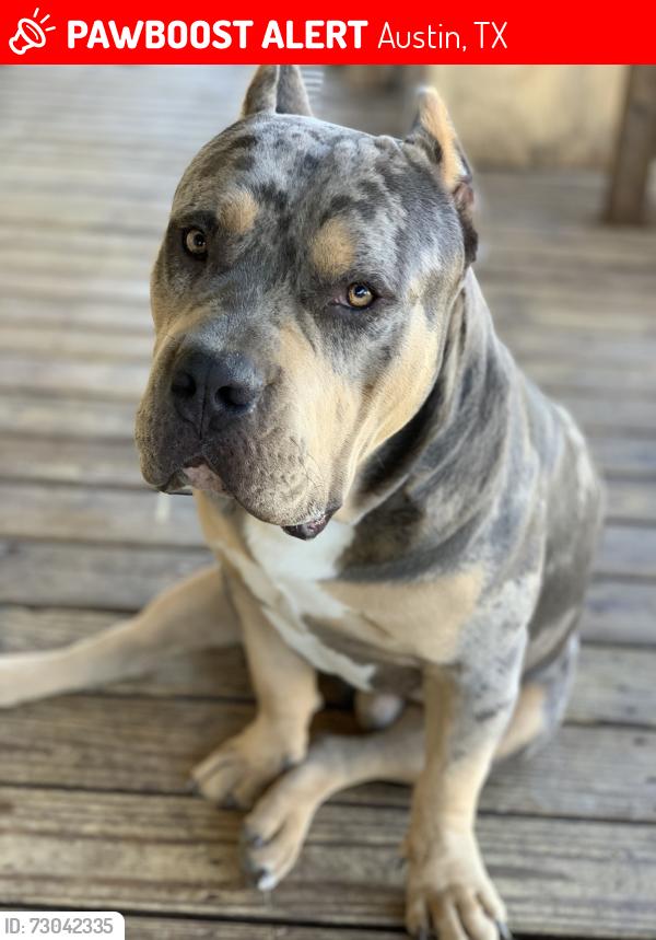 Lost Male Dog last seen Austin texas 79728, Austin, TX 78728