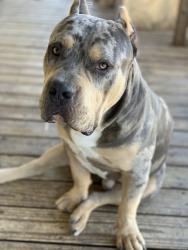 Lost Male Dog last seen Austin texas 79728, Austin, TX 78728