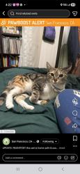 Lost Female Cat last seen Broadway , San Francisco, CA 94109
