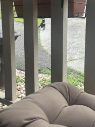 Found/Stray Unknown Cat last seen Parkview, Knoxville, TN 37918