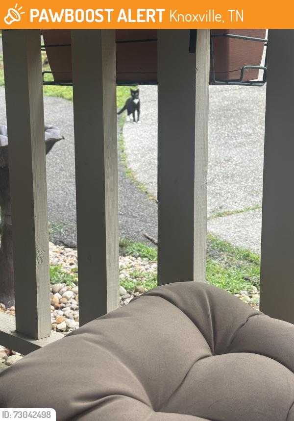 Found/Stray Unknown Cat last seen Parkview, Knoxville, TN 37918