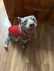 Lost Male Dog last seen Mt. Tallac, El Dorado County, CA 96150