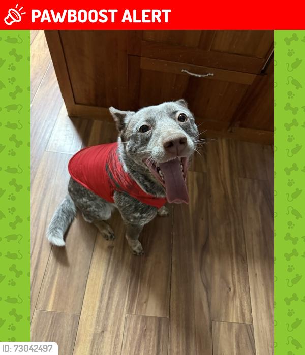 Lost Male Dog last seen Mt. Tallac, El Dorado County, CA 96150