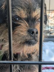 Found/Stray Female Dog last seen Oak Hill Dr and South Ave 60 90042, Los Angeles, CA 90042