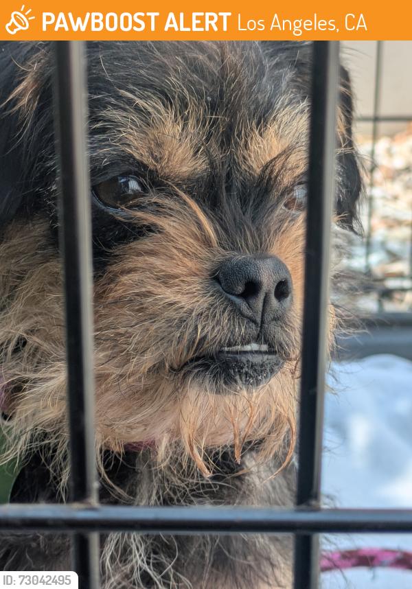 Found/Stray Female Dog last seen Oak Hill Dr and South Ave 60 90042, Los Angeles, CA 90042