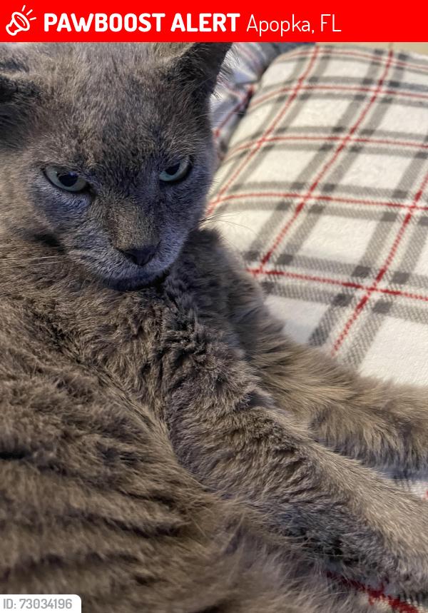 Lost Male Cat last seen Errol est, Apopka, FL 32712