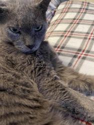 Lost Male Cat last seen Errol est, Apopka, FL 32712