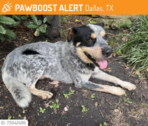 Found/Stray Male Dog last seen Oldgate and Forest Hills near St Bernard of Clairvaux Catholic Church, Dallas, TX 75218