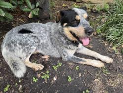 Found/Stray Male Dog last seen Oldgate and Forest Hills near St Bernard of Clairvaux Catholic Church, Dallas, TX 75218