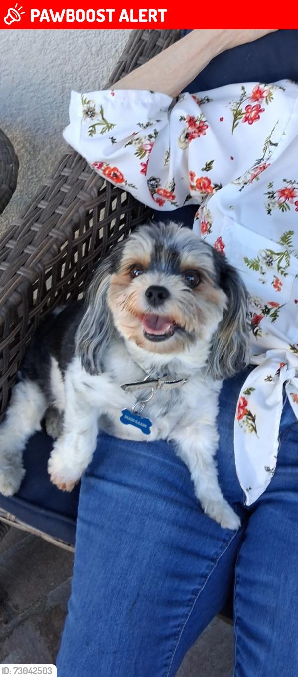 Lost Male Dog last seen Terra vista prkway/Milliken, Rancho Cucamonga, CA 91701