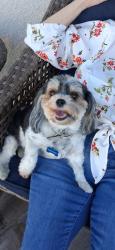 Lost Male Dog last seen Terra vista prkway/Milliken, Rancho Cucamonga, CA 91701