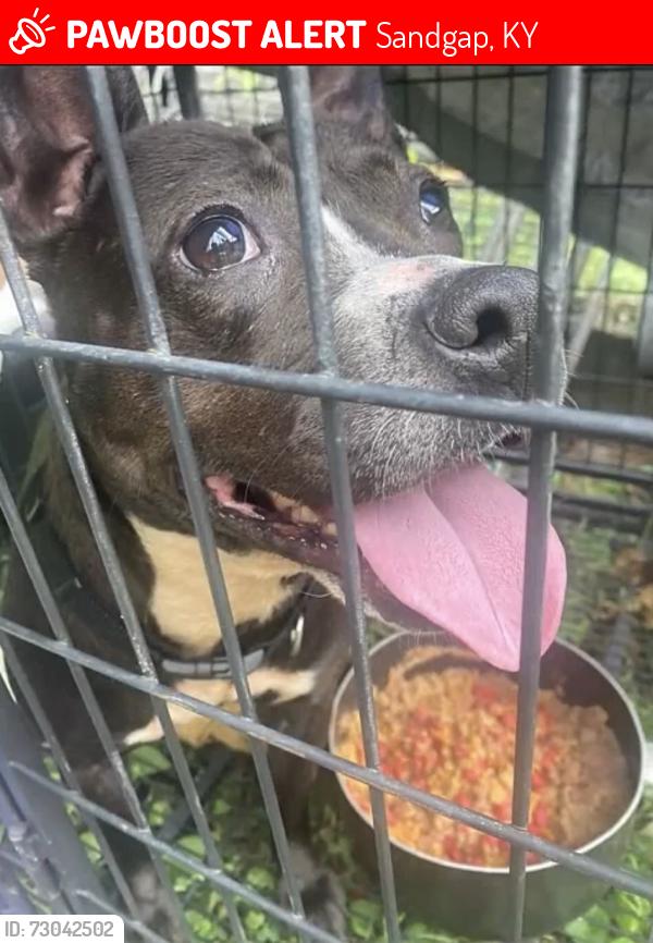 Lost Female Dog last seen ., Sandgap, KY 40481