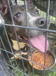 Lost Female Dog last seen ., Sandgap, KY 40481