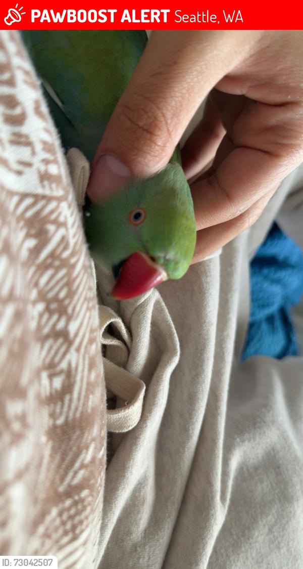 Lost Unknown Bird last seen Northgate station, Seattle, WA 98115