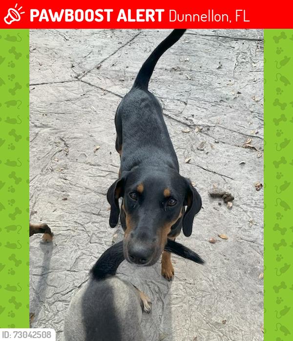 Lost Female Dog last seen Rte 484 and Rolling Hills, Dunnellon, FL 34432