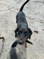 Lost Female Dog last seen Rte 484 and Rolling Hills, Dunnellon, FL 34432