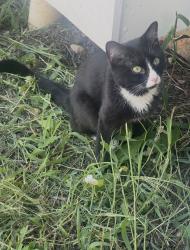 Lost Male Cat last seen Teakwood circle Germentown md, Germantown, MD 20874