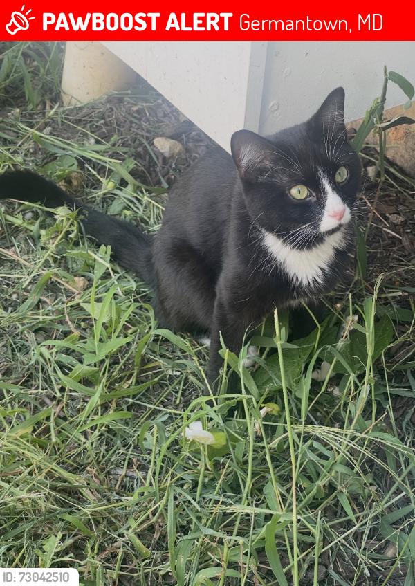 Lost Male Cat last seen Teakwood circle Germentown md, Germantown, MD 20874