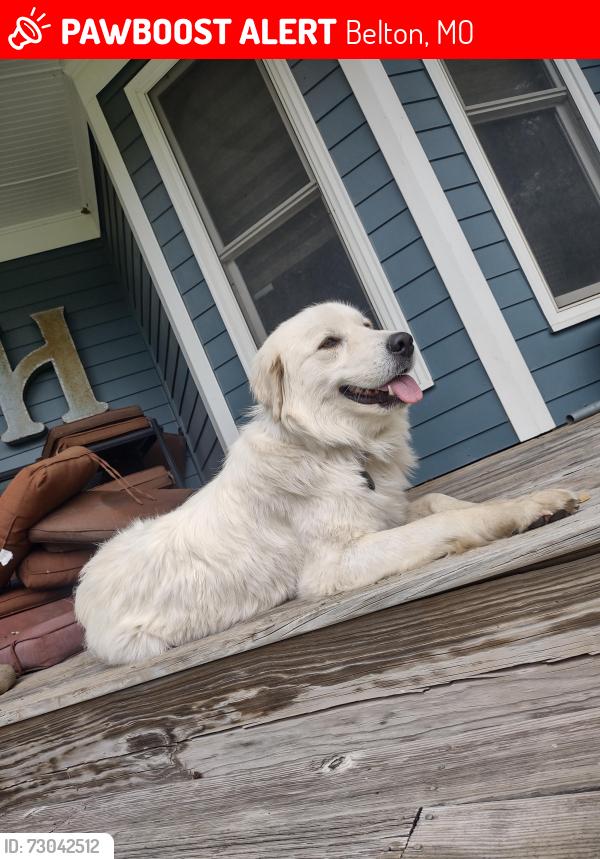 Lost Female Dog last seen Country side of belton, Belton, MO 64012