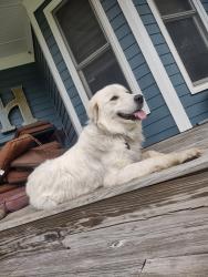 Lost Female Dog last seen Country side of belton, Belton, MO 64012