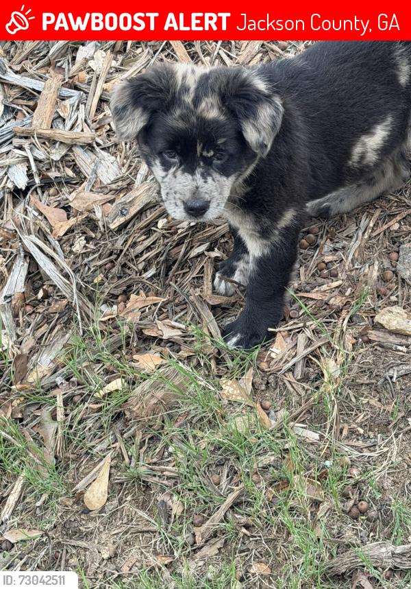 Lost Female Dog last seen Pocket rd, Jackson County, GA 30517