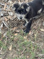 Lost Female Dog last seen Pocket rd, Jackson County, GA 30517