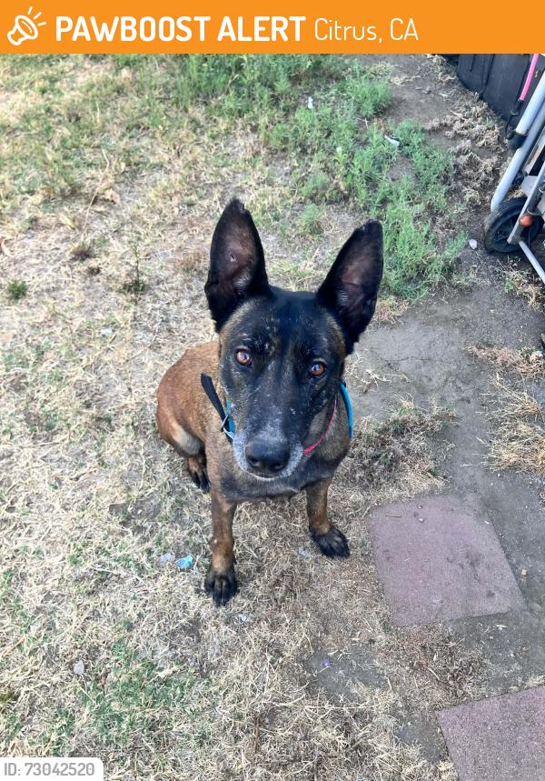 Found/Stray Female Dog last seen Baseline & Barranca AZUSA CA, Citrus, CA 91702