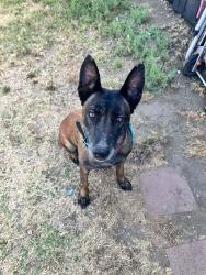Found/Stray Female Dog last seen Baseline & Barranca AZUSA CA, Citrus, CA 91702