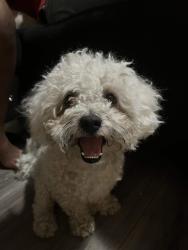 Lost Male Dog last seen Leon street, Philadelphia, PA 19136