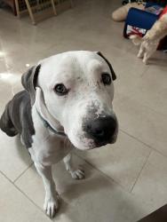 Lost Male Dog last seen Ramey Ave , Fort Worth, TX 76112