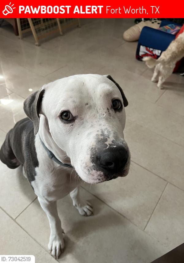 Lost Male Dog last seen Ramey Ave , Fort Worth, TX 76112
