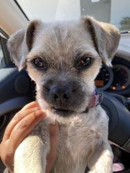 Found/Stray Male Dog last seen Pershing , Stockton, CA 95211