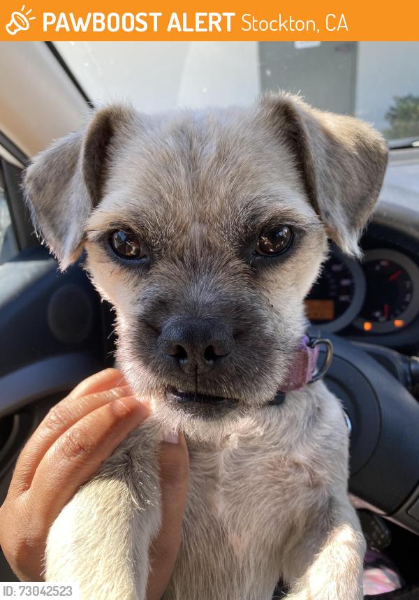 Found/Stray Male Dog last seen Pershing , Stockton, CA 95211