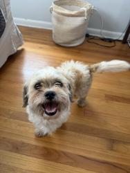 Found/Stray Male Dog last seen Unsure, Dallas, TX 75219